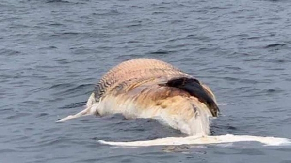 Xác cá voi nặng 10 tấn trôi dạt vào đảo Long Châu