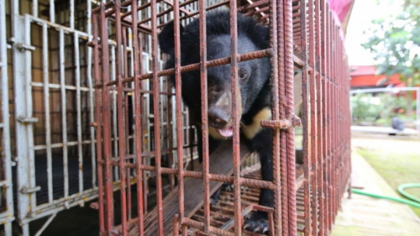 Giải cứu cá thể gấu bị nuôi nhốt ở Hải Phòng