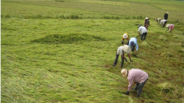 Hơn 15ha lúa xuân sắp thu hoạch tại Hải Phòng bị đổ do bão Koguma