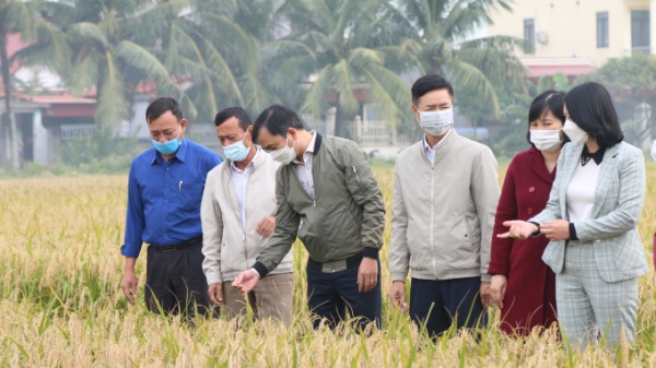 Lo lắng khâu tiêu thụ trong sản xuất lúa VietGAP