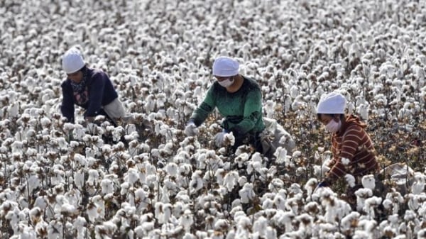 Nông dân Trung Quốc xuống đồng giữa mùa dịch