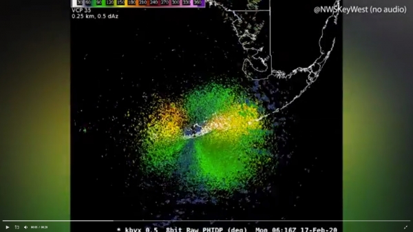 Radar thời tiết ghi được hình ảnh bầy chim di cư trải dài 288 km