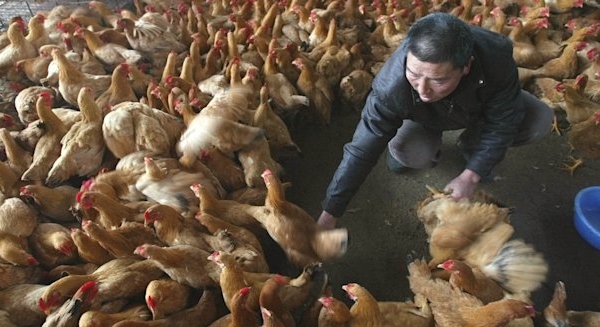 Người nuôi gà Trung Quốc 'sấp mặt' vì Covid-19