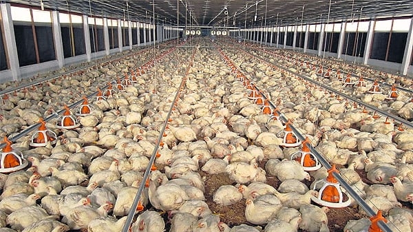 Nhiều trại gà thoát lỗ nhờ giá gà công nghiệp tăng mạnh trở lại