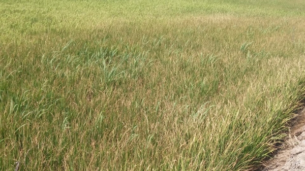 3.000 ha lúa ở Gò Công Đông có nguy cơ mất trắng vì hạn mặn