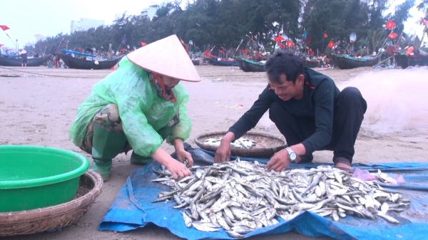 Ngư dân Thanh Hóa kiếm tiền triệu mỗi ngày từ cá trích