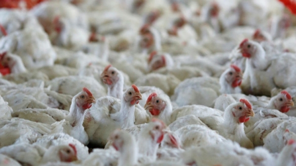 Tin giả nCoV khiến chủ trại gà mất gần 800.000 USD