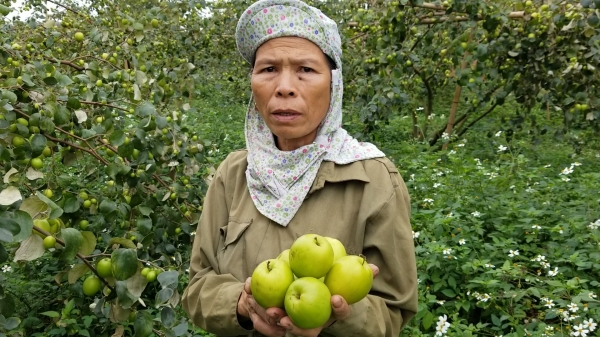 Giống táo ‘uống sữa, mật’ ở Việt Nam