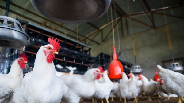 Tiêu thụ thịt gà tại Mỹ tăng chóng mặt