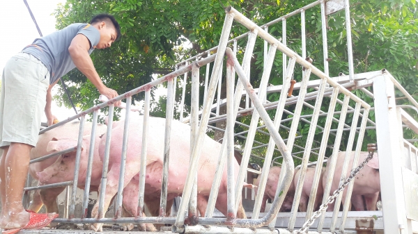 Tổng cục Thống kê: Dự kiến hết quý 3 giá lợn hơi về mức 60.000 đồng/kg