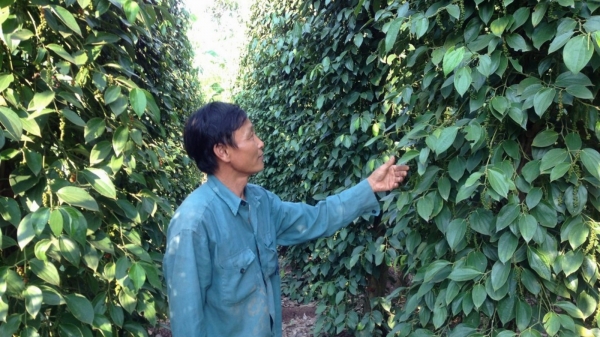 Gần 1.000 ha cây trồng ở Bình Phước có nguy cơ thiếu nước