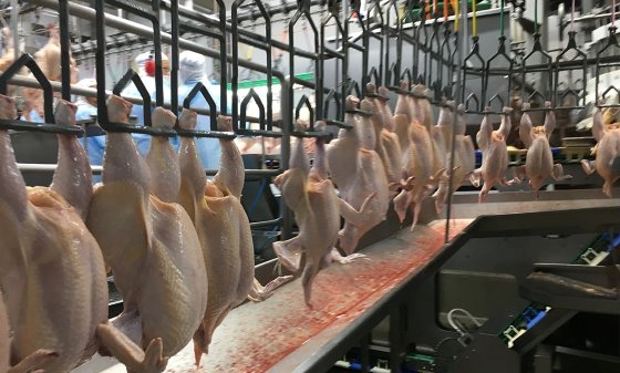 Nga tính tới phương án hạn chế xuất khẩu thịt gà