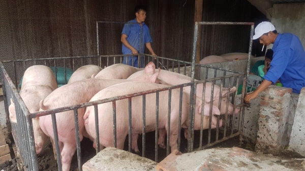 Hai doanh nghiệp công bố giá lợn hơi 70.000 đồng/kg từ ngày 1/4