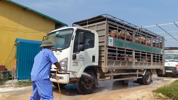 Thêm C.P. Việt Nam và Mavin công bố giá lợn hơi 70.000 đồng/kg từ ngày 1/4