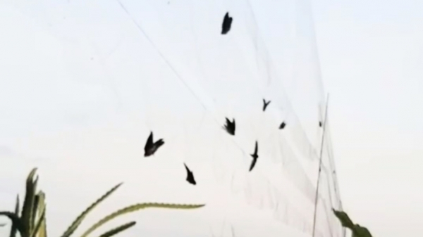 Chim yến mắc bẫy lưới chết khiến người nuôi bức xúc
