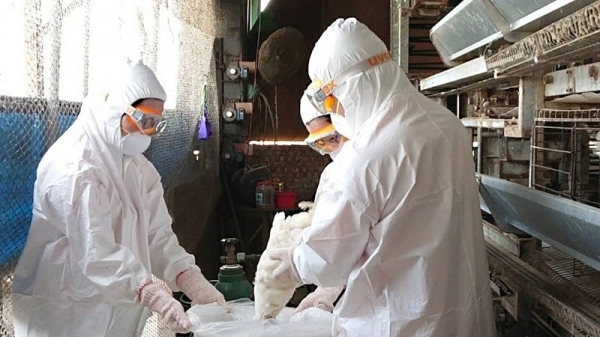 Xuất hiện cúm gia cầm H5N5 tại Đài Loan