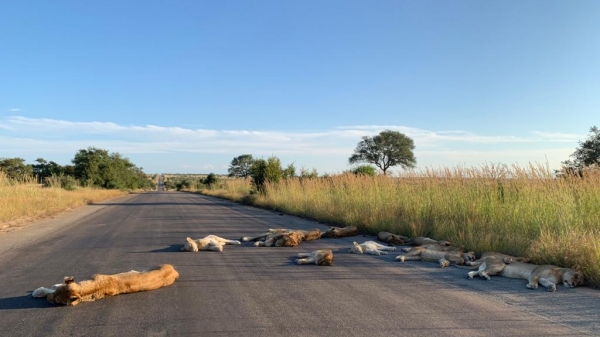 Tranh thủ lệnh phong tỏa, sư tử Nam Phi ra đường nằm ngủ