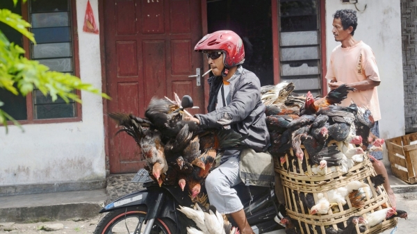 Indonesia mời gọi các doanh nghiệp ‘giải cứu’ gà