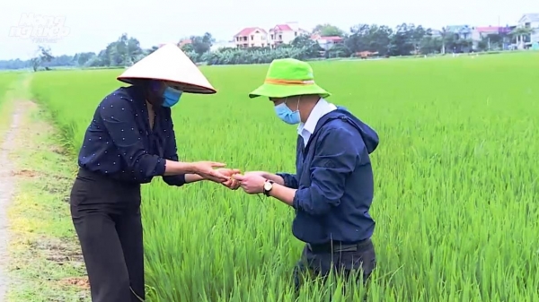 Bảo vệ tốt trà lúa Đông Xuân theo phương châm 'xanh nhà hơn già đồng'