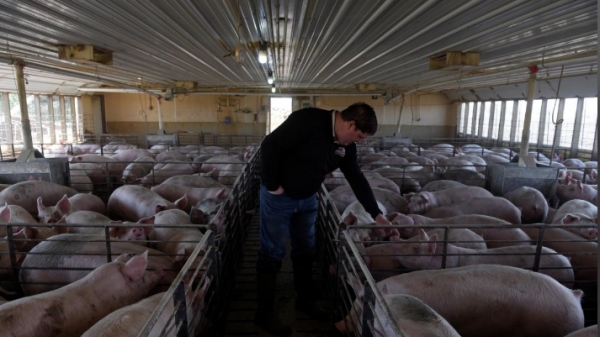 Trump lệnh cho các nhà máy chế biến thịt không được đóng cửa