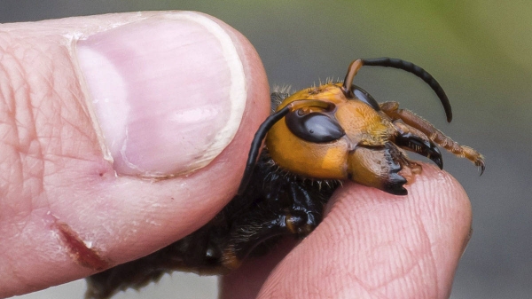Ong sát thủ khổng lồ châu Á xuất hiện ở Mỹ