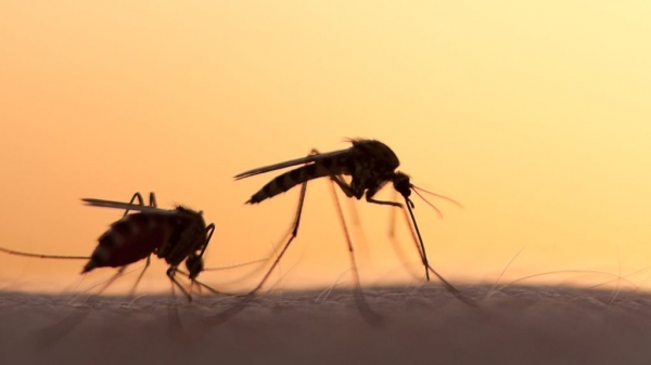 Tìm ra vi khuẩn ngăn chặn muỗi gây sốt rét