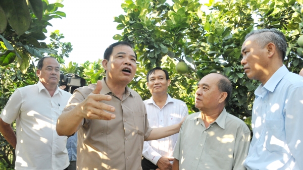 Bộ trưởng thăm vùng chuyển đổi đất lúa sang cây ăn trái tại An Giang