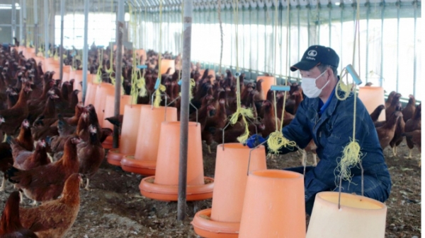 Dân nuôi gà đặc sản ở Nhật chật vật vượt qua khủng hoảng
