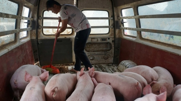 Dân nuôi lợn Trung Quốc vật lộn vì giá đậu nành tăng đột biến