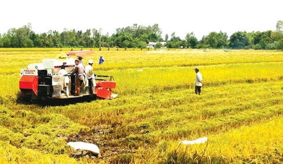 Thực hiện dự án sản xuất lúa giảm chi phí, an toàn theo cánh đồng lớn