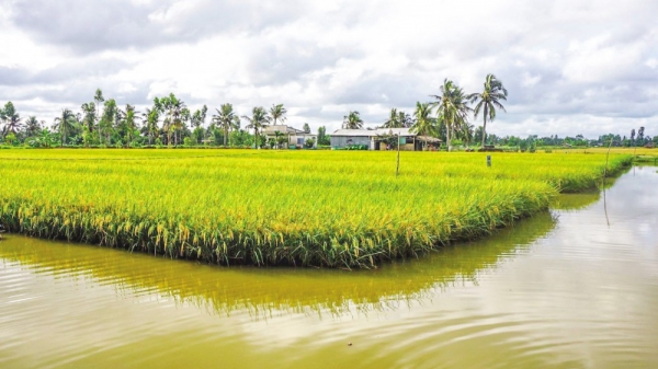 Đoàn liên ngành Trung ương tham quan mô hình tôm lúa huyện Mỹ Xuyên