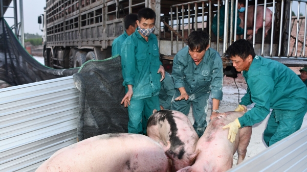 Lô lợn giống bố mẹ Thái Lan đã về Việt Nam
