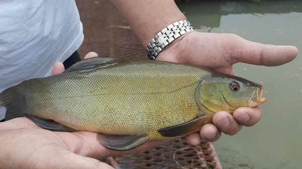Ngon lạ giống cá Quế mới xuất hiện ở Việt Nam