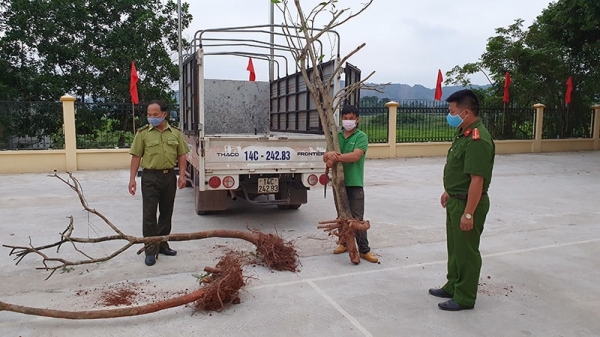 TP Uông Bí cấm đào bới, vận chuyển trái phép cây sim rừng