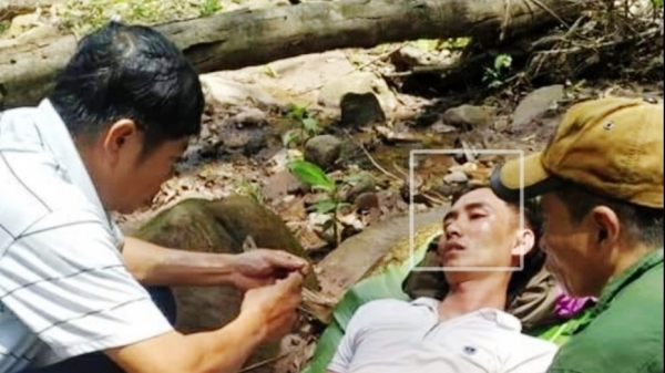Quảng Bình: Thêm một người bị ong đốt nguy kịch đến tính mạng