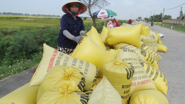 Quảng Bình: Giá lúa tăng mạnh vào cuối vụ