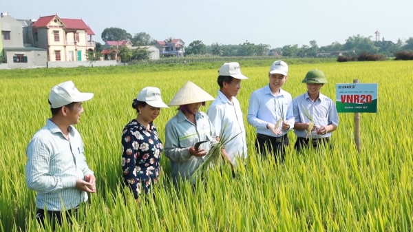 Nông dân Thanh Hóa hài lòng giống lúa mới VNR 20