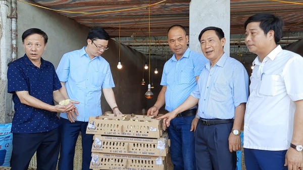 Nông dân Hà Nam nhận 50.000 con gà giống miễn phí