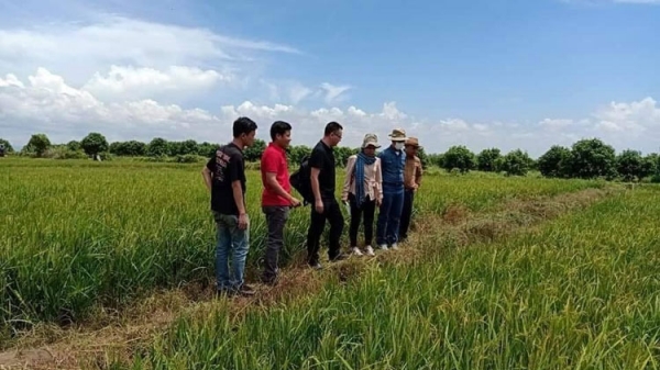 Campuchia định hướng bộ giống lúa chất lượng để xuất khẩu