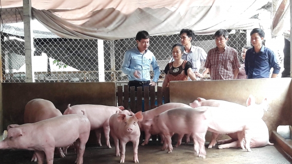 Đề nghị các địa phương tạo điều kiện tối ưu nhất để tái đàn lợn