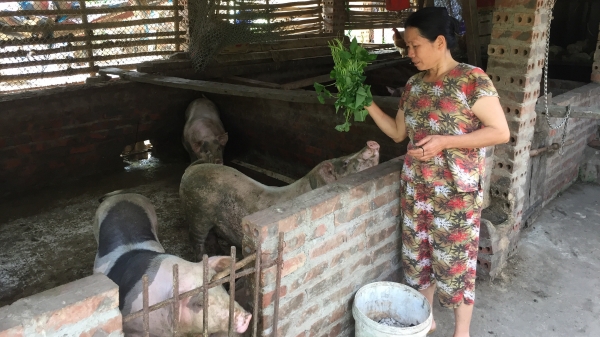 Cao Bằng: Tái phát bệnh dịch tả lợn châu Phi tại 8 huyện, thành phố
