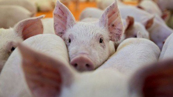 Bộ NN-PTNT đồng ý cho nhập khẩu lợn sống từ ngày 12/6