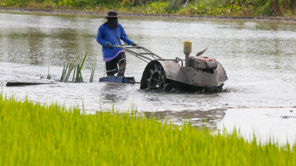 Thái Lan công bố lộ trình giá lúa gạo niên vụ 2020/2021
