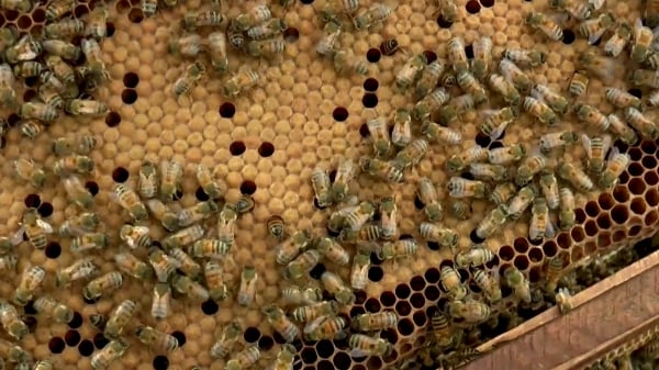 Nông dân miền Tây nuôi ong thụ phấn làm nông nghiệp sạch
