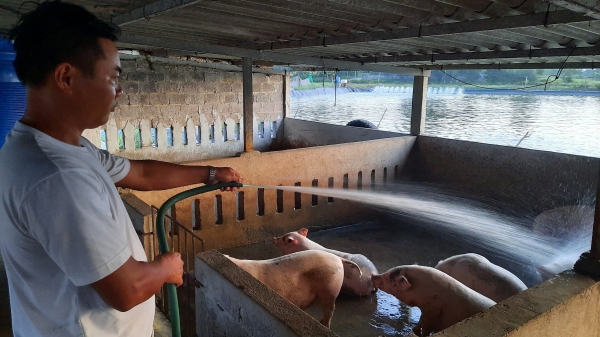 Không chủ quan trước bệnh Dịch tả lợn Châu Phi, quy hoạch chăn nuôi an toàn