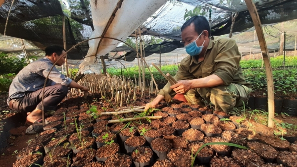 Bình Phước: Gieo ươm hơn 90.000 cây lâm nghiệp để trồng rừng phân tán