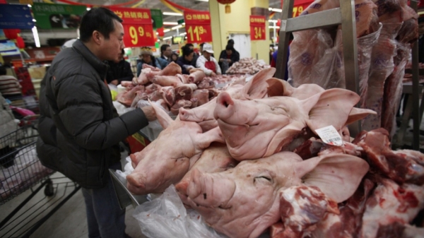 Giá thịt lợn ở Trung Quốc tiếp tục giảm sâu