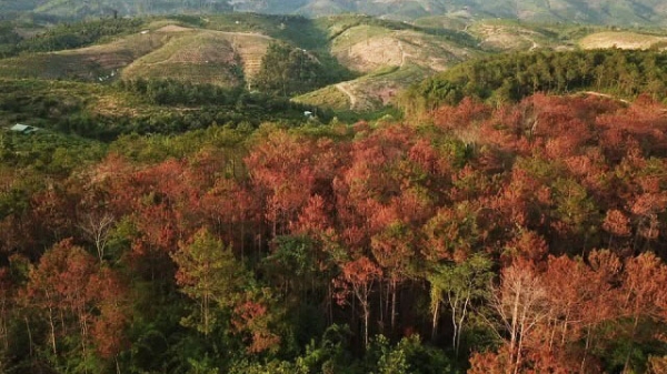 Đổ thuốc độc  giết hại rừng để chiếm đất!