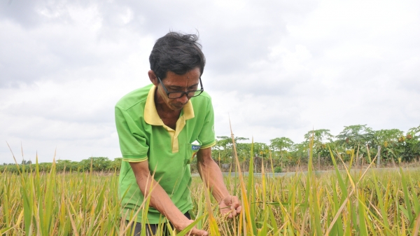 'Nhà khoa học' chân đất lai tạo 50 giống lúa… chỉ để tặng Nhà nước