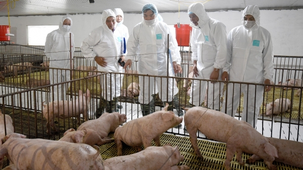 Đảm bảo an toàn sinh học, tái đàn lợn nhanh nhưng phải tránh tái dịch